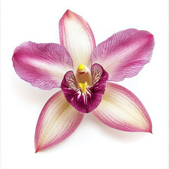 orchid isolated on white