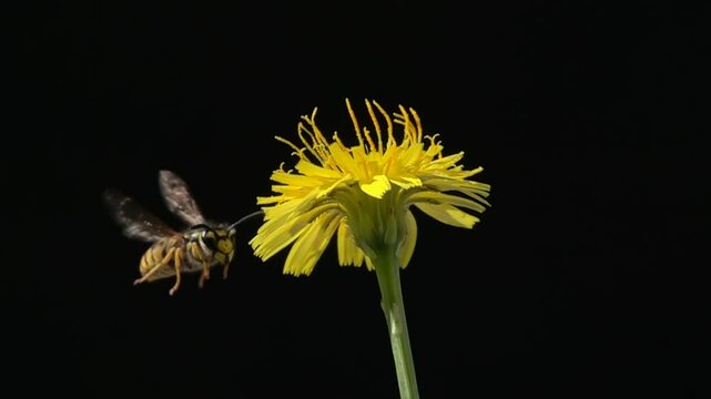 Bee wasp. Yellow dandelion flower. Black background. Slow-Motion
