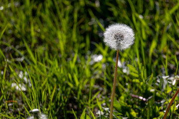 Dandelion flower in the meadow in the sunlight, close-up of the dandelion
