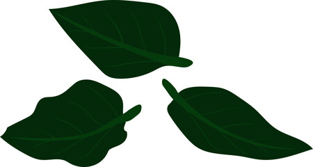 green leaf isolated on white background