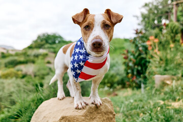 Jack Russell Terrier dog wearing American flag bandana poses in nature ready for the 4th of July