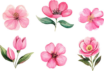 set of pink and white flowers