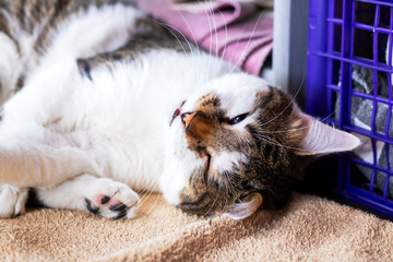 A Charming Cat is Relaxing in a Cozy Indoor Setting That is Perfectly Comfortable and Inviting