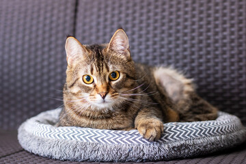 A Cozy and Content Cat is Relaxing Very Comfortably in a Soft and Warm Pet Bed Inside the House