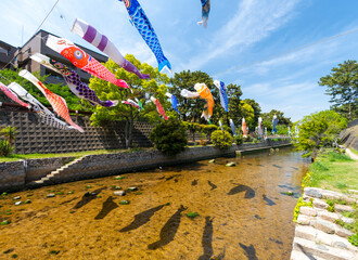 兵庫県西宮市 こいのぼりが泳ぐ夙川公園