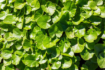 Lush and vibrant green vegetation adorned with beautiful heartshaped leaves thriving abundantly