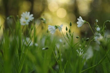 Rabelera - Stellaria holostea blooming in the forest
