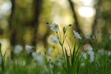 Rabelera - Stellaria holostea blooming in the forest
