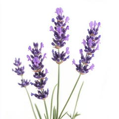 Naklejka premium lavender flowers isolated on white background
