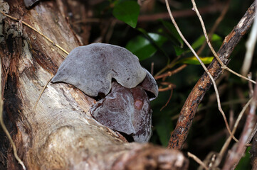 大きく育ったおいしい食用の天然アラゲキクラゲが群生（自然環境下マクロ撮影）