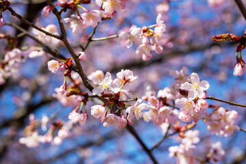 A Beautiful Cherry Blossom Branch Displaying Pink Flowers Set Against a Clear Blue Sky