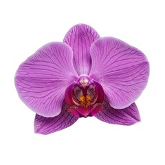 Fototapeta premium Isolated purple orchid blossom