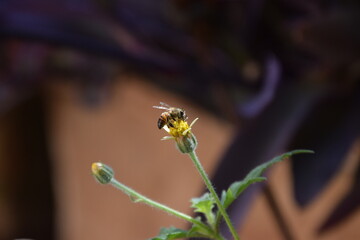 bee drinking nectar from a taraxacum flower with red and purple background