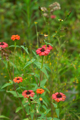 Red and orange flowers in a close up view