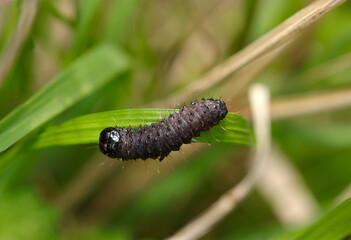 草地に黒褐色、大きい黒頭、4対の腹脚を持つ蛾の一齢か若齢幼虫（自然環境下ストロボマクロ撮影）