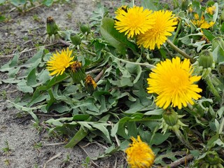 Dandelions in a field, in a garden, against the background of water, in the shade and in the sun, dandelion inflorescence