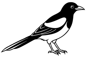 Magpie Contour Drawing