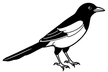 Magpie Contour Drawing