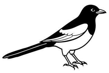 Fototapeta premium Magpie Contour Drawing
