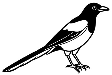 Magpie Contour Drawing