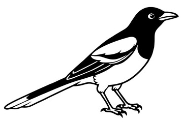 Magpie Contour Drawing