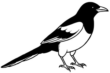 Magpie Contour Drawing
