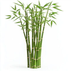 bamboo isolated on white
