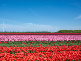 Tulpenveld Flevoland province, The Netherlands