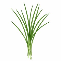 Obraz premium Fresh ink-wash style scallion