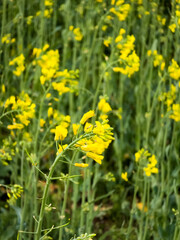 Fototapeta premium Blooming rapeseed or canola flowers (Brassica napus) with bright yellow petals on tall green stems in an agricultural field.