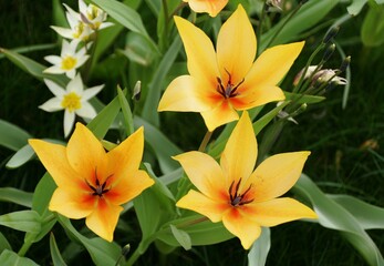 Obraz premium Vibrant yellow Leatherbulbd Tulip Shogun, accented with a touch of orange, against a backdrop of lush green foliage.