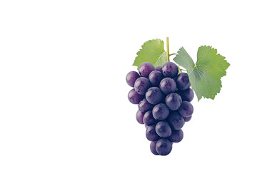 Isolated Purple Grapes on a Branch