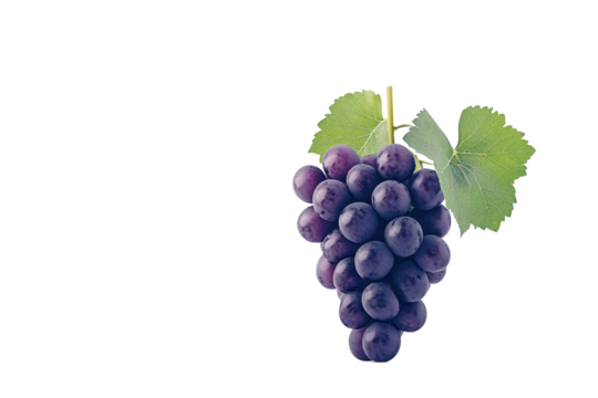 Isolated Purple Grapes on a Branch