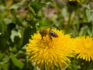 Honey bee (Apis mellifera) foraging on a yellow dandelion flower (Taraxacum officinale). Horizontal macro view of a pollinating insect collecting nectar on wild spring bloom in natural light. © Dan