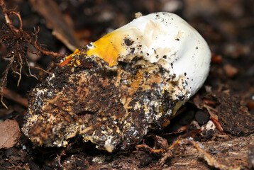 朽木の隙間から生えるゆで卵の白身と黄身のようなマンネンタケ属キノコ着生側アップ（ストロボマクロ撮影）