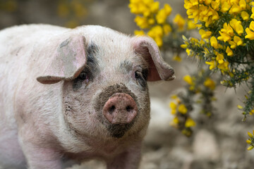 Cute Gloucestershire old spot piglet among gorse bushes.