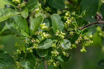 Flowering European spindle tree, Euonymus europaeus, flowering plant