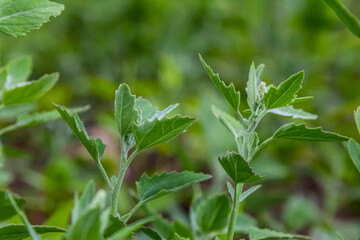 Chenopodium album, edible plant, common names include lamb's quarters, melde, goosefoot, white goosefoot, wild spinach, bathua and fat-hen