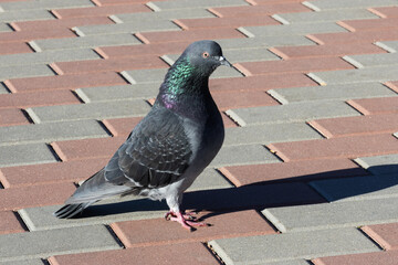 Columba livia. A blue pigeon on the sidewalk