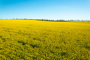 Obraz premium Canola or rapeseed yellow field and blue sky on a sunny day. Rural scene in spring,beautiful landscape. Agricultural industry.