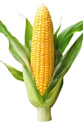 Freshly harvested corn cob with vibrant yellow kernels set against a clean white background showcasing natural agriculture and healthy food options.