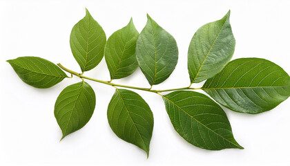 Naklejka premium tree of heaven branch with leaves isolated on white background