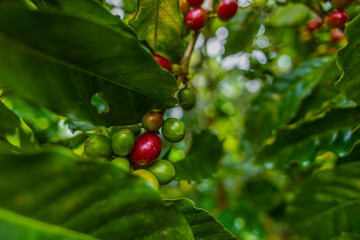 Organic Colombian coffee with farmers picking on the farm. harvesting robusta and arabica coffee berries by farmers hands, worker harvests arabica coffee berries on its branch, harvest concept.