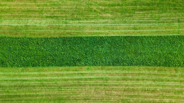 Patterns of nature: Mowed grass field with soft stripes
