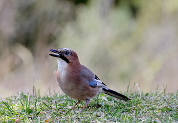 Eurasian jay looking for food in springtime
