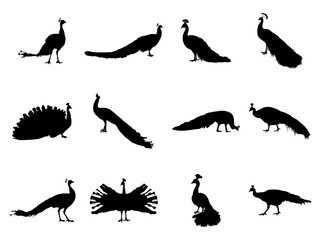 Set of Peacock Silhouette in various poses isolated on white background