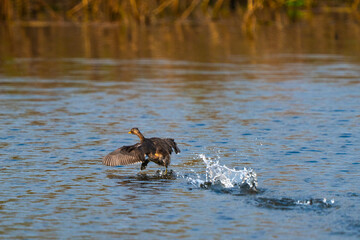 Wild waterfowl bird flying low over the surface of a wetland, creating splashes on the calm water, representing natural conservation, aquatic ecosystem, environmental protection