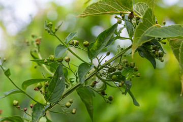 Scrophularia scopolii, Italian Figwort, Scrophulariaceae. Wild plant shot in summer