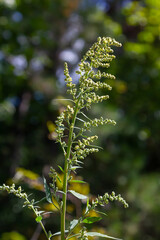 Chenopodium album, edible plant, common names include lamb's quarters, melde, goosefoot, white goosefoot, wild spinach, bathua and fat-hen