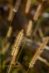 Setaria pumila in autumn in a wild field
